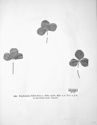 Polythrincium trifolii image